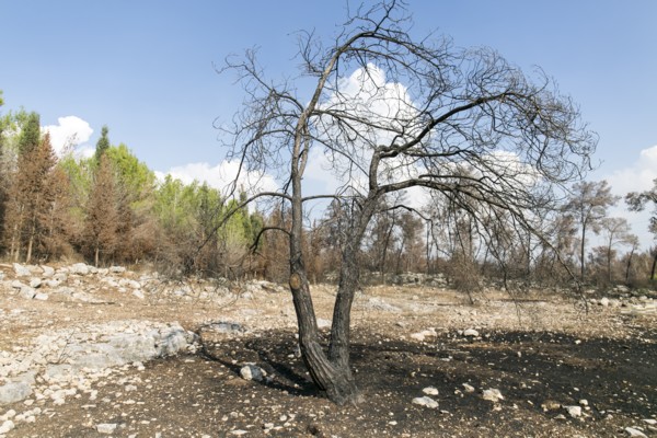 A burnt tree in Ben Shemen Forest. Photo: KKL-JNF Photo Archive